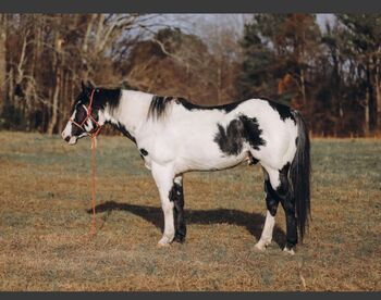 Bildhübscher, eleganter Paint Horse Wallach, Petra, Pferd kaufen, Salzburg