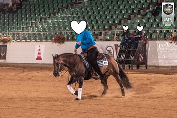 bildhübscher QH Hengst für Sport und Zucht
