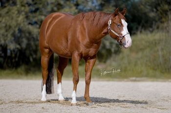 Bildhübscher Quarter Horse Wallach sucht liebevolles Freizeit-Zuhause