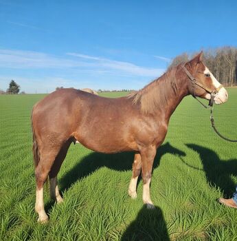 Bildhübscher Quarter-/Paint-Hengst mit Top-Reining-Abstammung