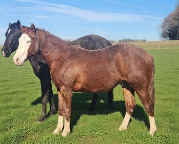 Bildhübscher Quarter-/Paint-Hengst mit Top-Reining-Abstammung, Kerstin Rehbehn (Pferdemarketing Ost), Pferd kaufen, Nienburg