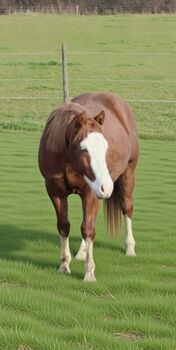 Bildhübscher Quarter-/Paint-Hengst mit Top-Reining-Abstammung, Kerstin Rehbehn (Pferdemarketing Ost), Pferd kaufen, Nienburg