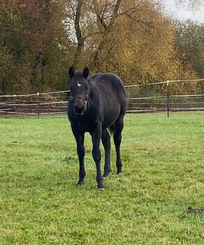 Bildhübsches, dunkelbraunes Quarter Horse Hengstfohlen