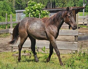 bildhübsches Herzenspferd (Quarter Horse) in Smoky Blue Roan abzugeben, Kerstin Rehbehn (Pferdemarketing Ost), Pferd kaufen, Nienburg