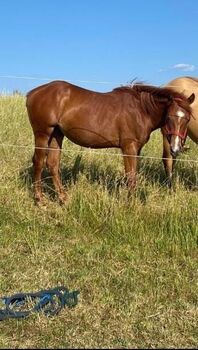 Bildhübsches QH-Nachwuchspferd mit Top-Perspektive im Cutting Sport, Kerstin Rehbehn (Pferdemarketing Ost), Konie na sprzedaż, Nienburg