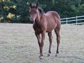 Bildhübsches Quarter Horse Stutfohlen für Liebhaber der Foundation-Linien, Kerstin Rehbehn (Pferdemarketing Ost), Pferd kaufen, Nienburg