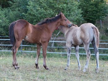 Bildhübsches Quarter Horse Stutfohlen für Liebhaber der Foundation-Linien