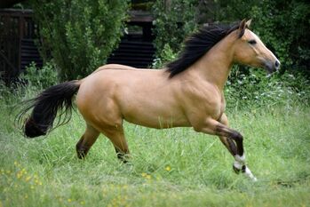 Bildhüsche, buckskin-dunfarbene Quarter Horse Stute, Kerstin Rehbehn (Pferdemarketing Ost), Pferd kaufen, Nienburg