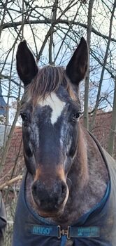 Bildschöne Appaloosa-Stute sucht ambitionierten Freizeitreiter, Emily Meier von Rouden, Pferd kaufen, Schmölln