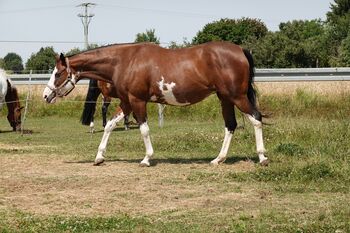 Bildschöne Paint Horse Stute - US-Import mit Top-Abstammung
