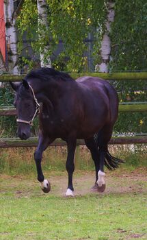 Bildschöne schwarzbraune Zuchtstute mit bester Dressurabstammung, Quadriga Dressurpferde  (Quadriga Dressurpferde ), Pferd kaufen, Radeburg