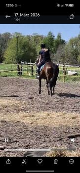 Bildschöne Vollblutstute 13-jährig zum wieder neu anschieben