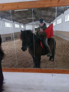 Bildschöner Isländer, Rappwallach, Pet, Horses For Sale, Simontornya