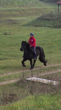 Bildschöner Isländer, Rappwallach