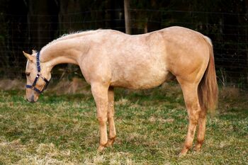 Bildschöner Quarter Horse Nachwuchs von Best Spook
