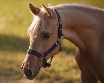 Bildschöner Quarter Horse Nachwuchs von Best Spook, Kerstin Rehbehn (Pferdemarketing Ost), Pferd kaufen, Nienburg
