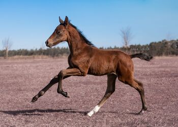 Bildschönes Springfohlen mit großer Perspektive - Diamant Dream, 6.700, Pferd kaufen, Pobiedziska 