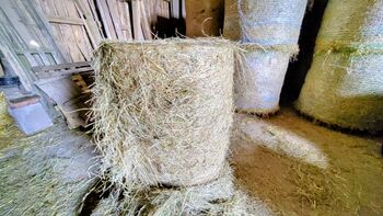 Bio Heu in Rundballen, scheunengelagert, strukturreich