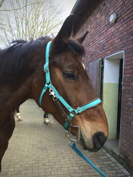 Biothane Wanderreittrense Sidepull VB WB Cob, Angela, Bridles & Headstalls, Gladbeck