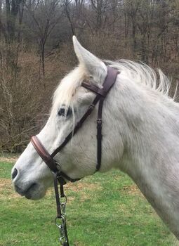 Bitless Bridle Leder, Bitless Bridle Shop Bitless Bridle Leder "Britta", Claudia Wückert , Bitless Bridles, Rehborn 