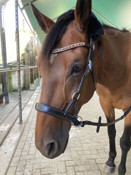 Gebisslose Zäumung/ Sidepull NEU, Klapdor, Bitless Bridles, Düsseldorf