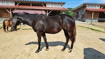 schwarze, bildhübsche Quarter Horse Stute, Kerstin Rehbehn (Pferdemarketing Ost), Horses For Sale, Nienburg