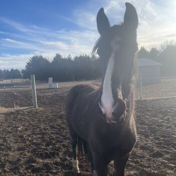 Black Beautiful Tennessee Walking Horse, Suzon Laurion, Konie na sprzedaż, Calhoun