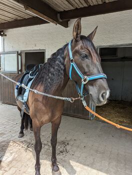 Black Beauty sucht ihren Menschen, Valerie Schütz , Horses For Sale, Korneuburg 