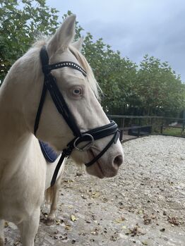 Black bridle for sale, Zoe Splinter, Ogłowia, Hoorn