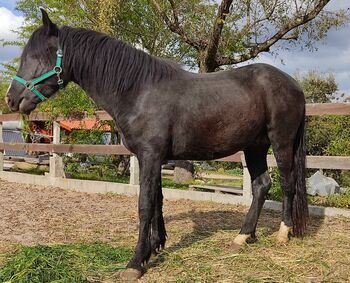 Black colt, Luís Carreira Santos, Pferd kaufen, Tomar
