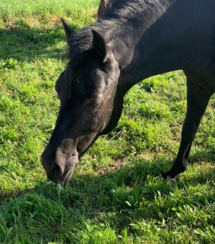 Schwarzes Pferd
