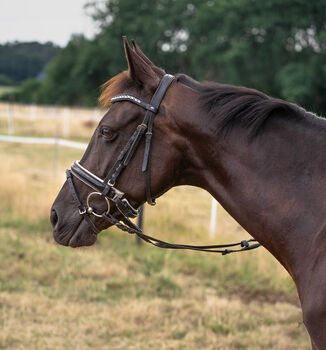 Rappstute 9Jahre, Marion, Horses For Sale, Grasberg