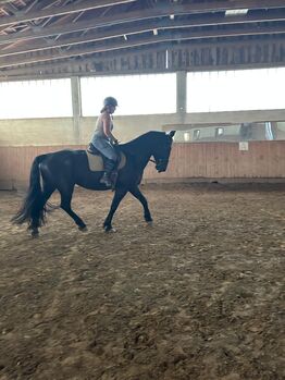 Schwarze Perle, Stieger Nadine (StiegerGut), Horses For Sale, Haiming
