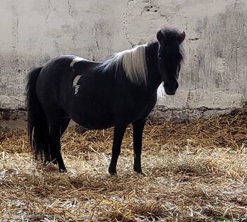 Black Pinto AMHA Stute, Marita Sedlaczek, Pferd kaufen, Colditz