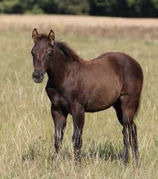 Black/smoky black foundation gezogener QH Hengstabsetzer