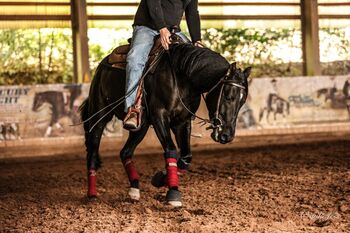 Schwarzer, talentierter Quarter Horse Wallach, Kerstin Rehbehn (Pferdemarketing Ost), Horses For Sale, Nienburg