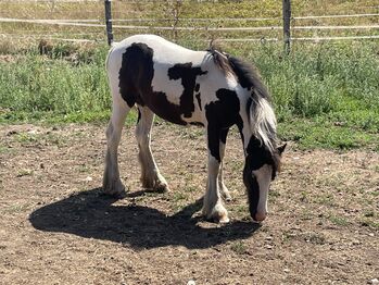 Irish Cob Stutfohlen in black Tobiano, Verena Amacker, Horses For Sale, Genevrey
