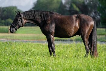 #blackbeauty #topmover PRE Pura Raza Española, Hengst, 2 Jahre, Rappe, derzeit 1,62m Stm.