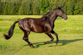 #blackbeauty #topmover PRE Pura Raza Española, Hengst, 2 Jahre, Rappe, derzeit 1,62m Stm.
