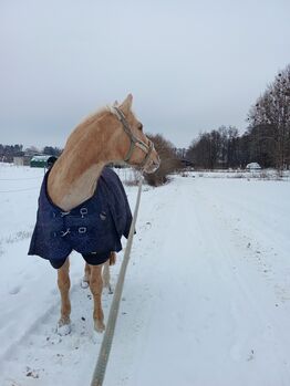 Haflinger- Holsteiner Mix
