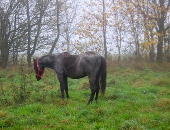 Blue Roan Eyecatcher
