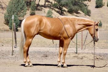 "Blaze" Palomino Gelding Quarter Horse