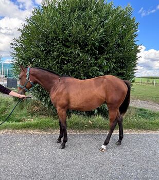 My Blue Charm - Quarter Horse Stute mit viel Potenzial