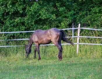 Blue Roan Eyecatcher