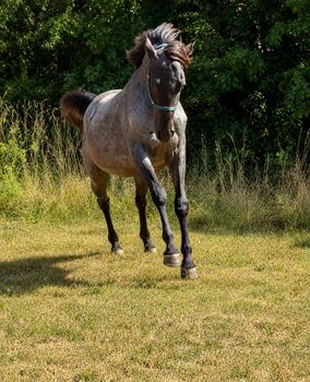 Blue Roan Eyecatcher