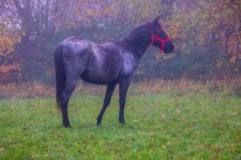 Blue Roan Eyecatcher