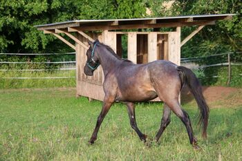 Blue Roan Eyecatcher, Kerstin Rehbehn (Pferdemarketing Ost), Pferd kaufen, Nienburg