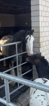 Blue Roan Stute, Kathrin, Horses For Sale, Wickede (Ruhr)