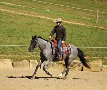Blue Roan Quarter Horse Gelding, Tokyo , Horses For Sale, London