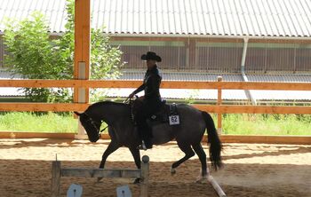 Blue roan Quarter Horse Stute mit guter Ausbildung